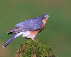 Male Sparrow Hawk