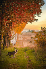 A serene autumn landscape captured at golden hour, with two curious deer standing on a green path su