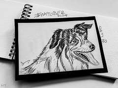 13984 - Inktober 2024 Day 30 The Dog