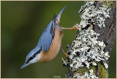 # Explore ... 9 ... # Sittelle torchepot ( Sitta europaea - Eurasian nuthatch )