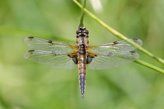 Sunlit Chaser