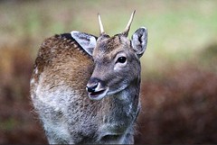 Fallow Deer