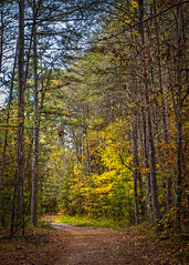 Forrest Path