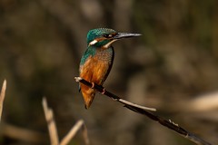 Kingfisher