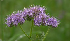 Phacelia