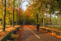 Forest avenue in the autumn season - Boslaan in het najaar