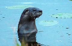 Otter's Great Expectation ( Explored on 11/1/2014 )