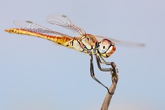 Sympetrum fonscolombi