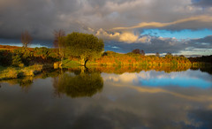 Autumn in a pond