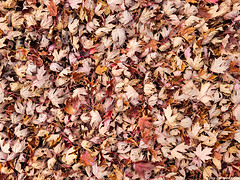 It's the time of year when I just want to drag my feet through these piles of leaves.