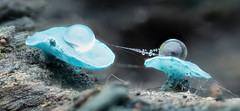 Green elf cup (Chlorociboria aeruginascens)