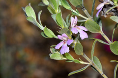 Hemigenia wandooana G.R.Guerin