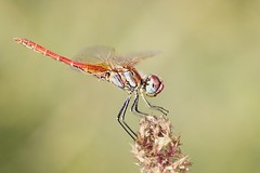 Sympetrum fonscolombi