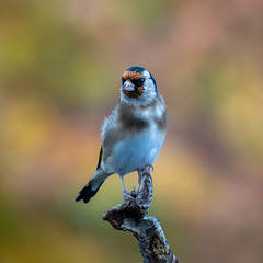 GOLDFINCH