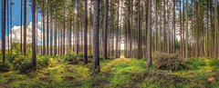 Forest in Bavaria