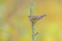 Orange Crowned Warbler