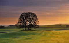 Daybreak at the copse