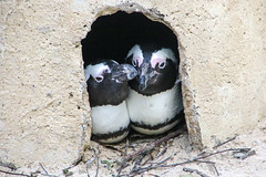 Brillenpinguin (Spheniscus demersus)