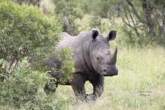 Rhinocéros noir - Diceros bicornis