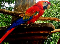 Guacamaya ⭐️ (Explore ⭐️3 - 11 - 2024)