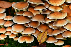 Sulphur tuft (Hypholoma fasciculare)