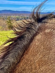 I love Windblown manes Here’s a shot from last year, Vanilla and Star …