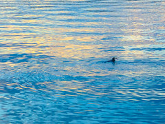 Sunrise on the water with bird catching a fish.