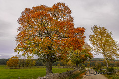 Aubrac flamboyant