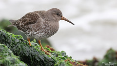 Paarse Strandloper - Purple Sandpiper