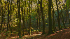 Il bosco dei faggi