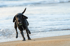 Black labrador retriever dog running out of the ocean onto the beach