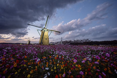 夕暮れのコスモス畑にたなびく雲　Cosmos field at dusk and windmill