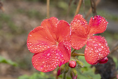 Geranium (Pelargonium)