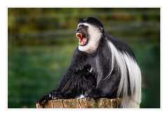 Schwarz-Weisser Colobus Affe