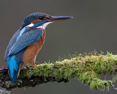 Kingfisher