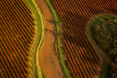 Blueberry Fields in their fall colors.