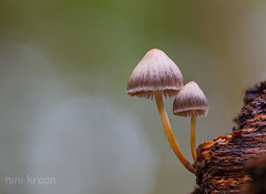 Oak-stump bonnet cap - Fraaisteelmycena