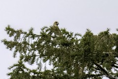 Hawfinch