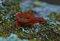 Central Newt (Notophthalmus viridescens louisianensis)