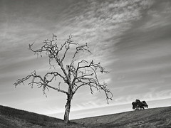 Silent Tree at Calero