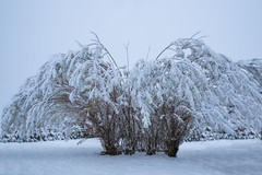 The first snow