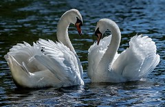 Mute swan couple