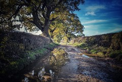 Reflections on a muddy lane