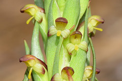 *Disa bracteosa