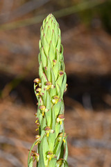 *Disa bracteosa