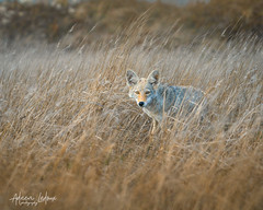 Young Coyote