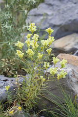 Linaria peloponnesiaca; Plantaginaceae (1)