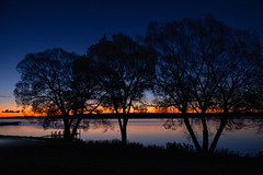 Three trees at dawn