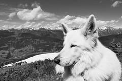 Filou in den Alpen Österreichs  - Filou in the Alps of Austria