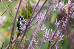 New holland honeyeater amongst the kangaroo paw